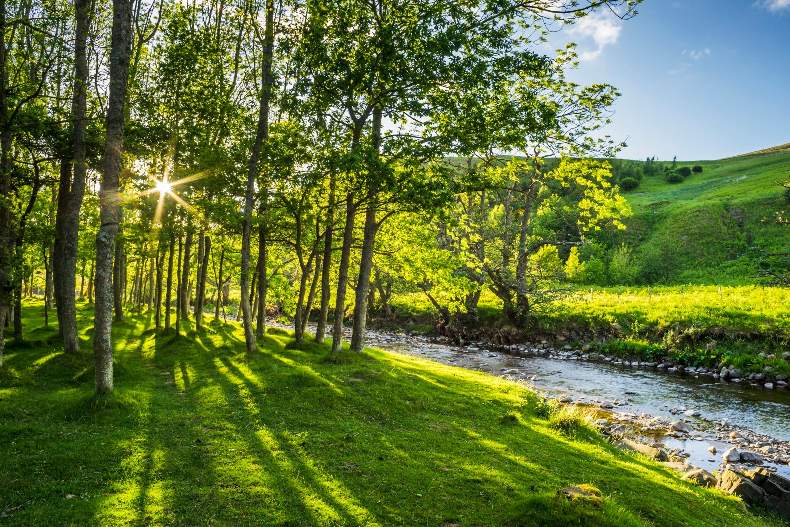 A New ‘Right Tree in the Right Place’ Study Welcomed By Northumberland National Park