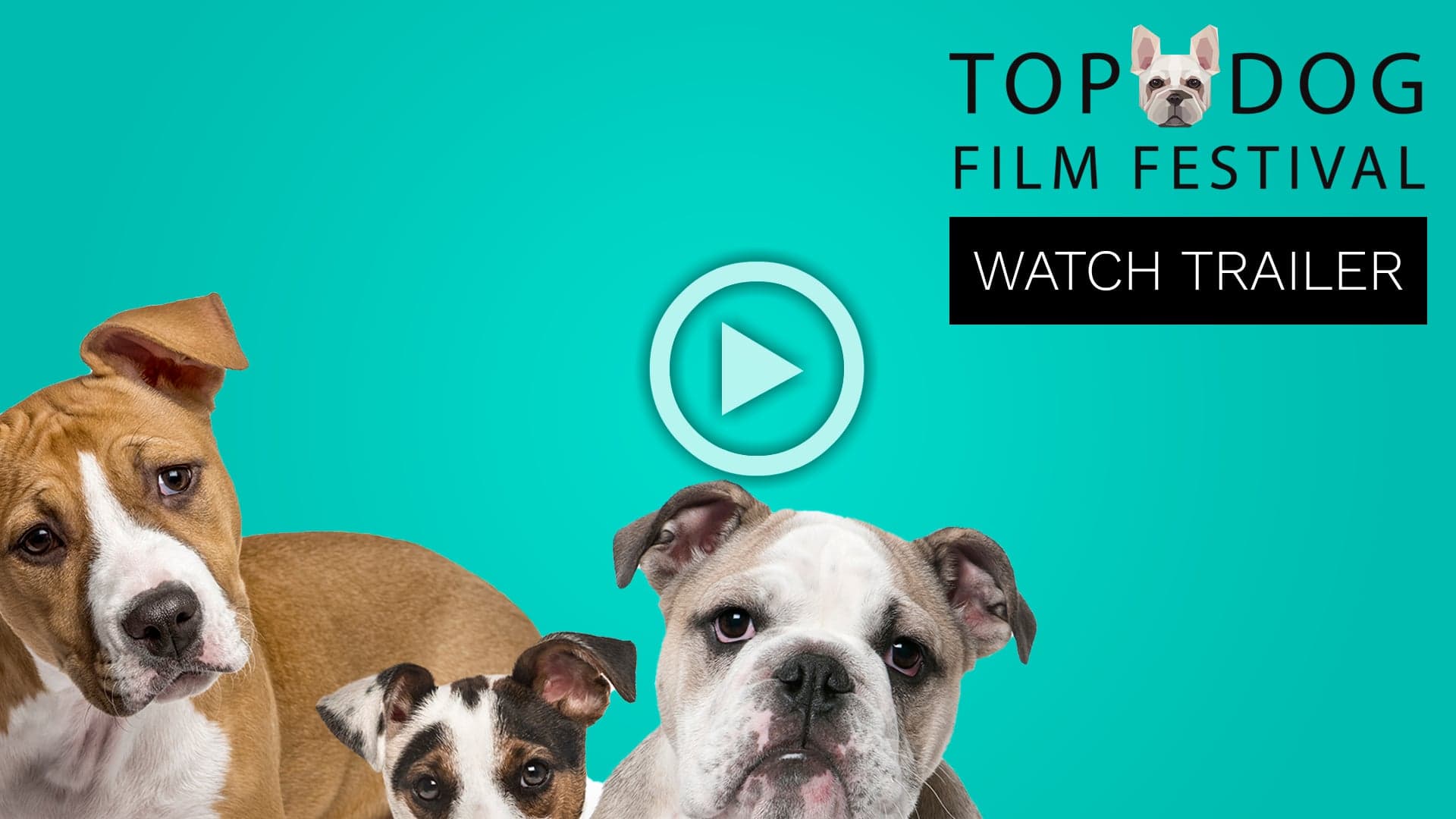 Top Dog Film Festival Goes Virtual During This Festive Season