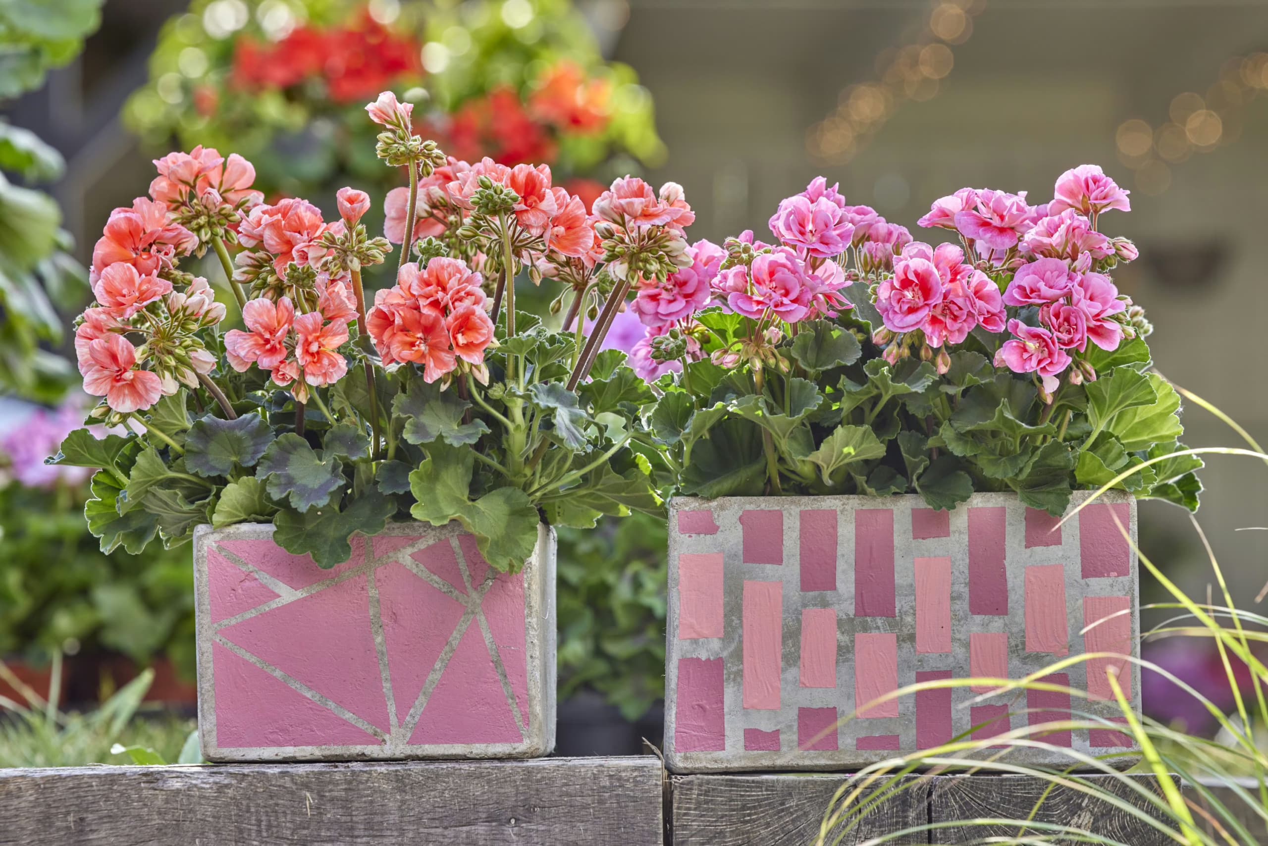 Creative DIY Ideas for Stunning Geranium Planters