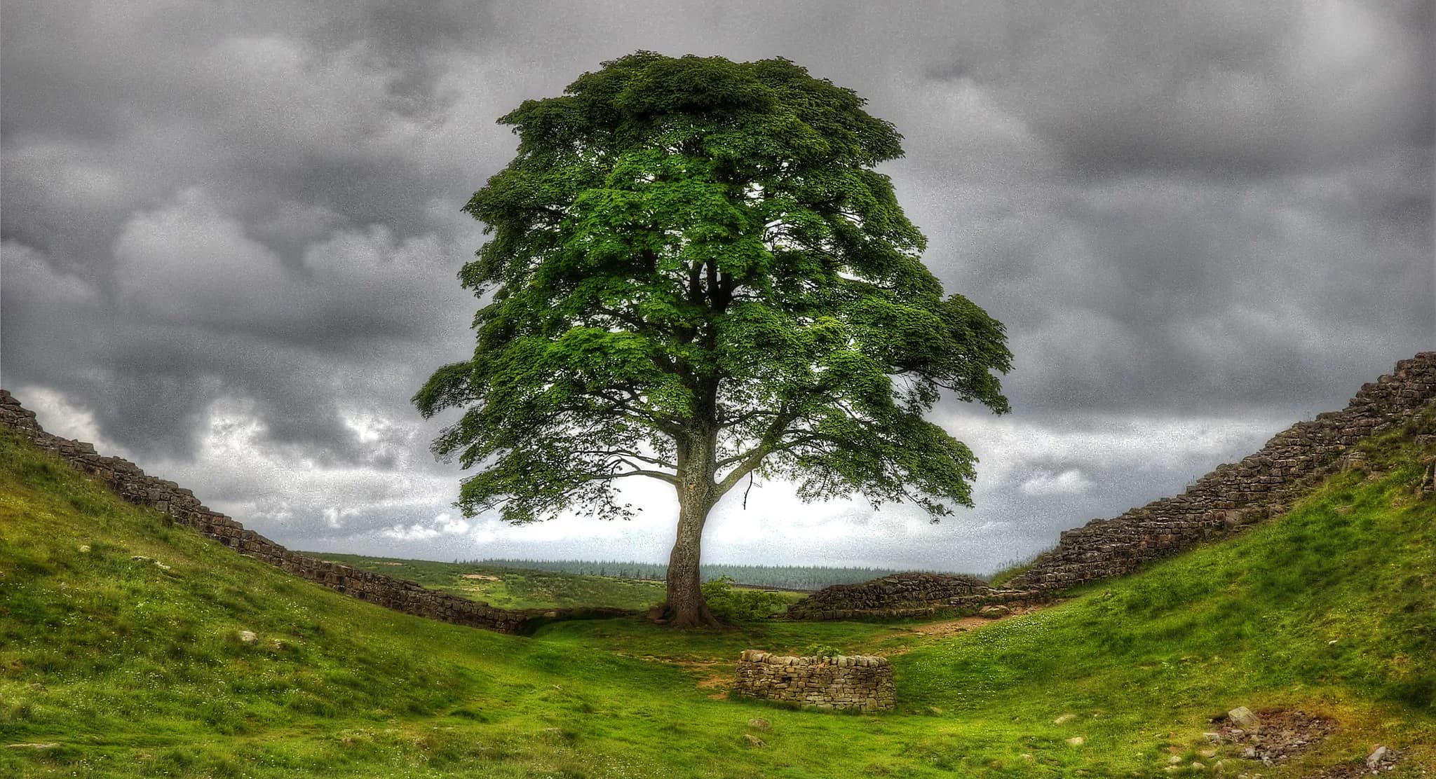Iconic Sycamore Gap Tree at Hadrian’s Wall Found Cut Down: Police Investigate Vandalism: 16-Year-Old Boy Arrested