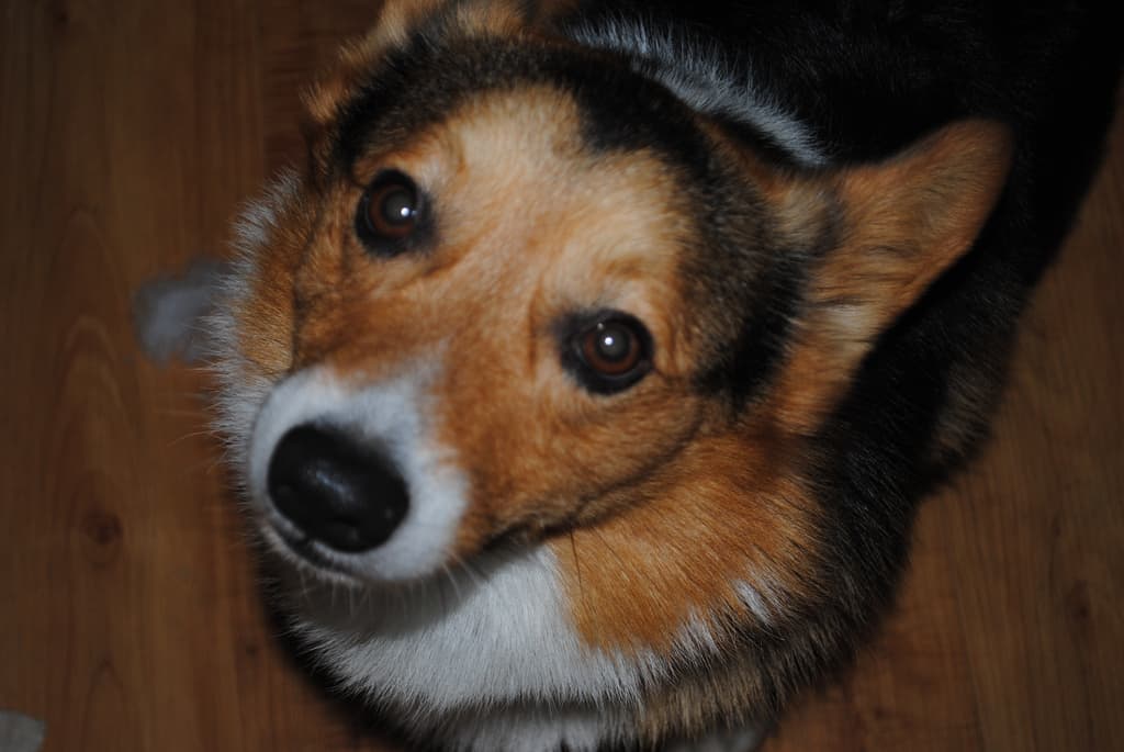 Sip a Coffee & Pet a Pooch – Dog Café to Open in Newcastle