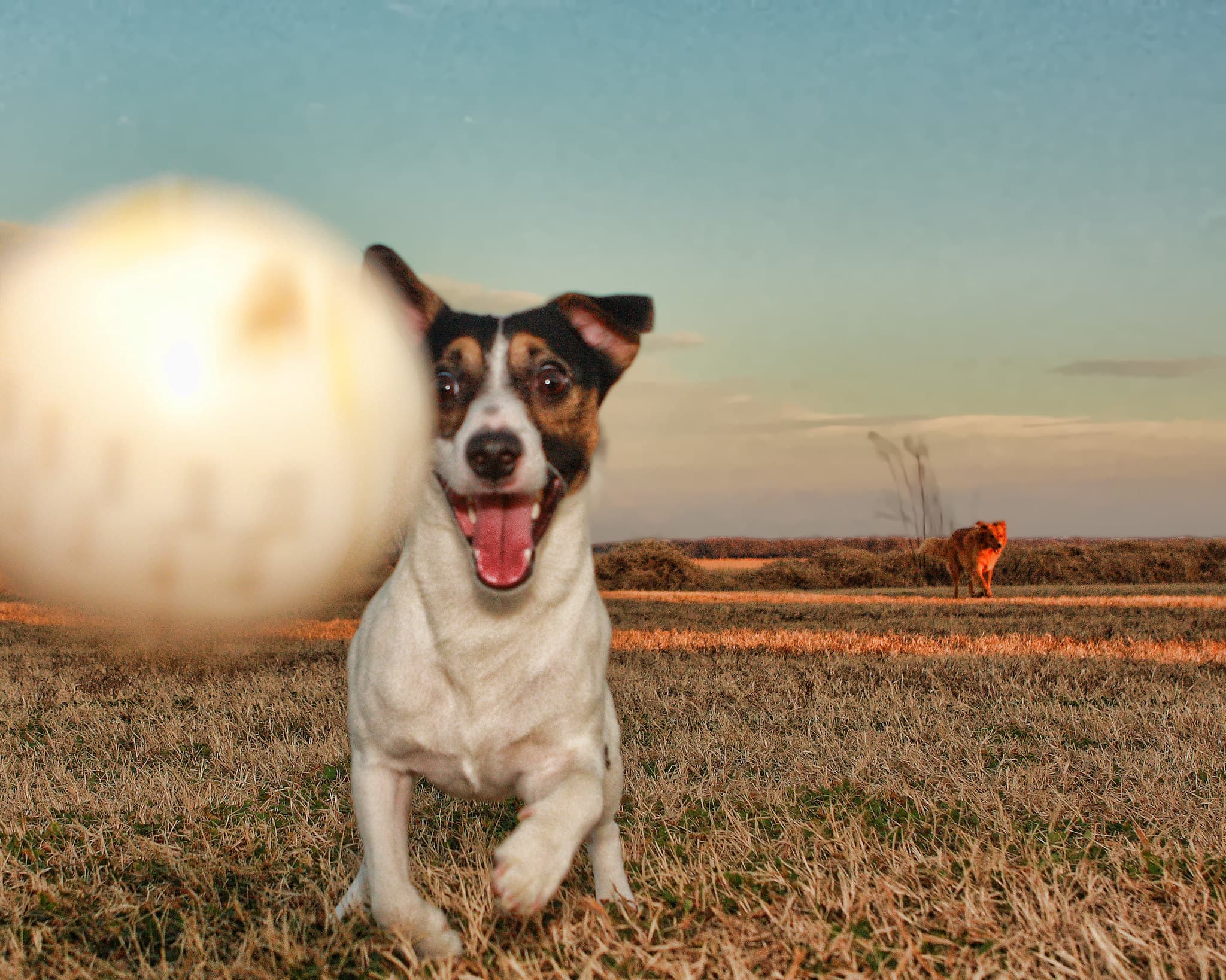 Borrow a Dog & Boost Your Mental Wellbeing