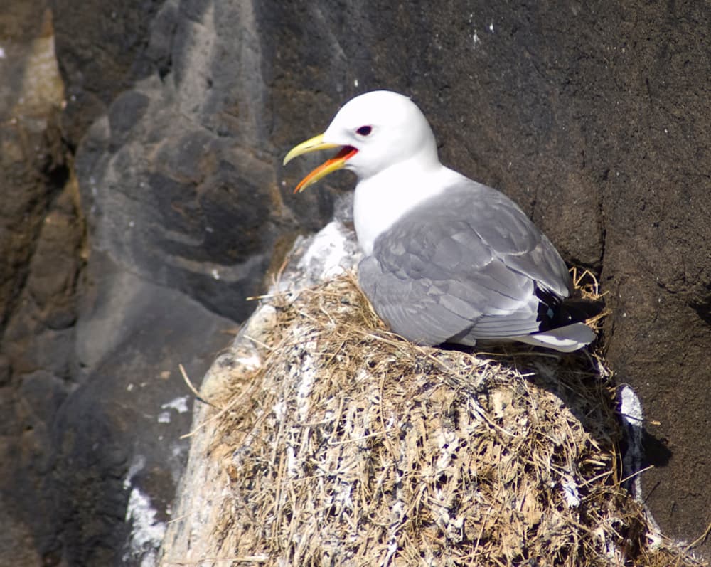 Newcastle Prepares for Arrival of Ultra-Rare Bird Colony on Tyne