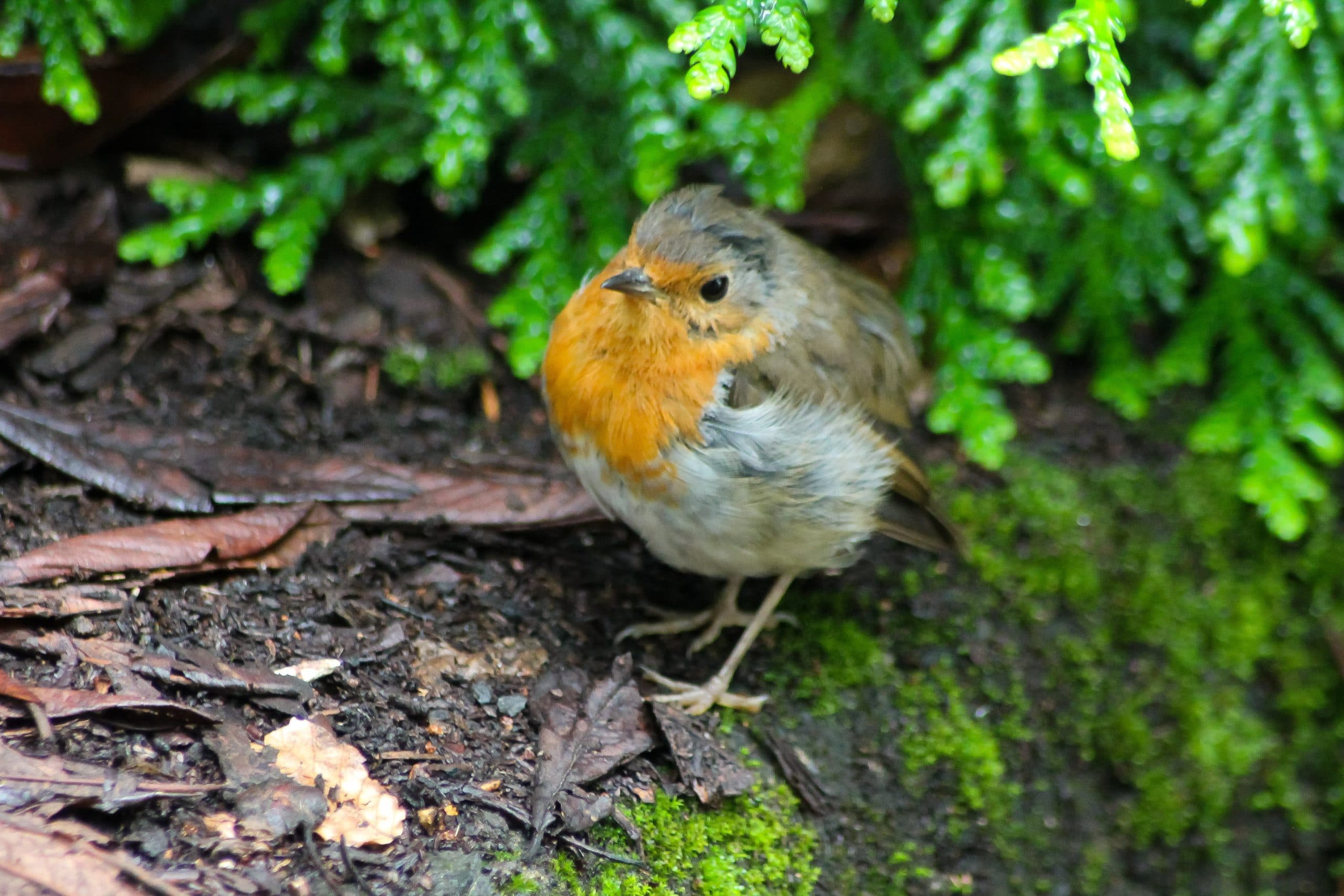 Ideas for Bringing More Wildlife into Your Garden