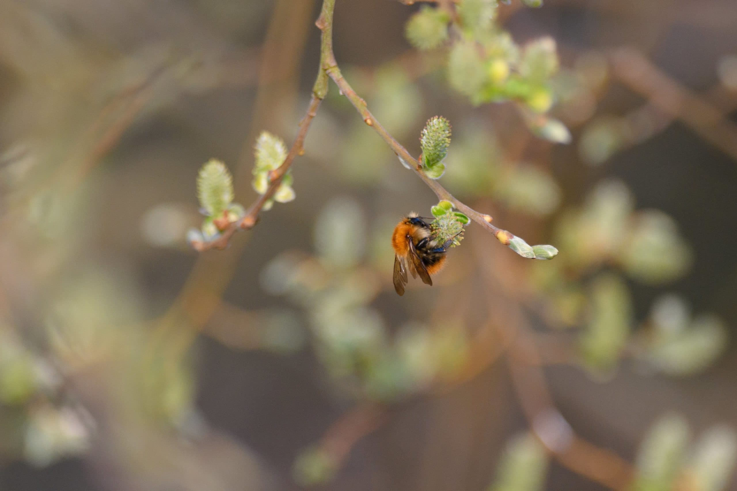 New Conservation Project  For Bees At Northumberland Park Receives Funding