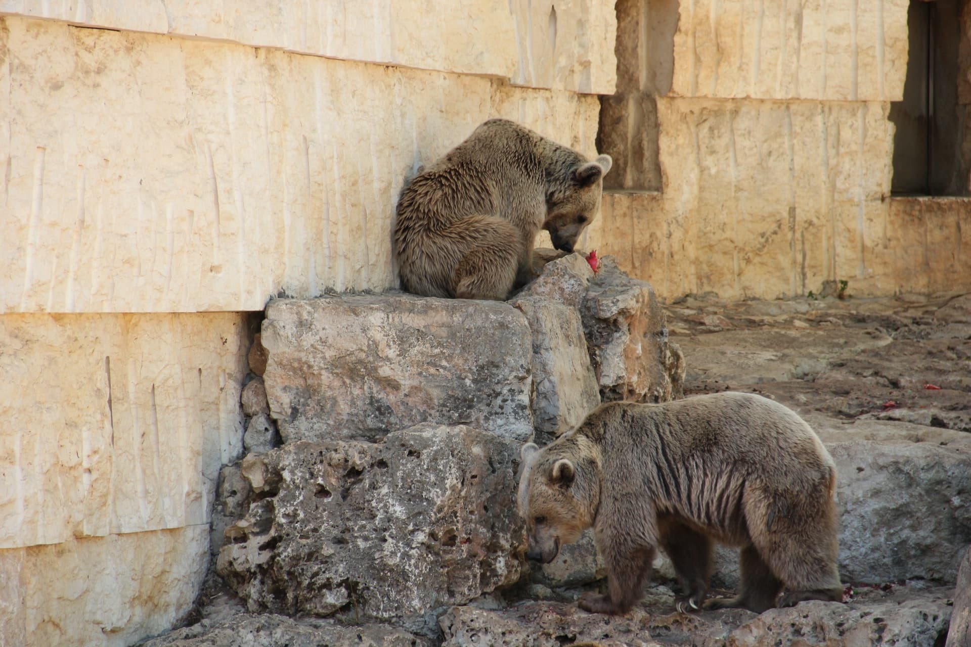 Does your Newcastle Neighbour Have the Right to Own a Bear?