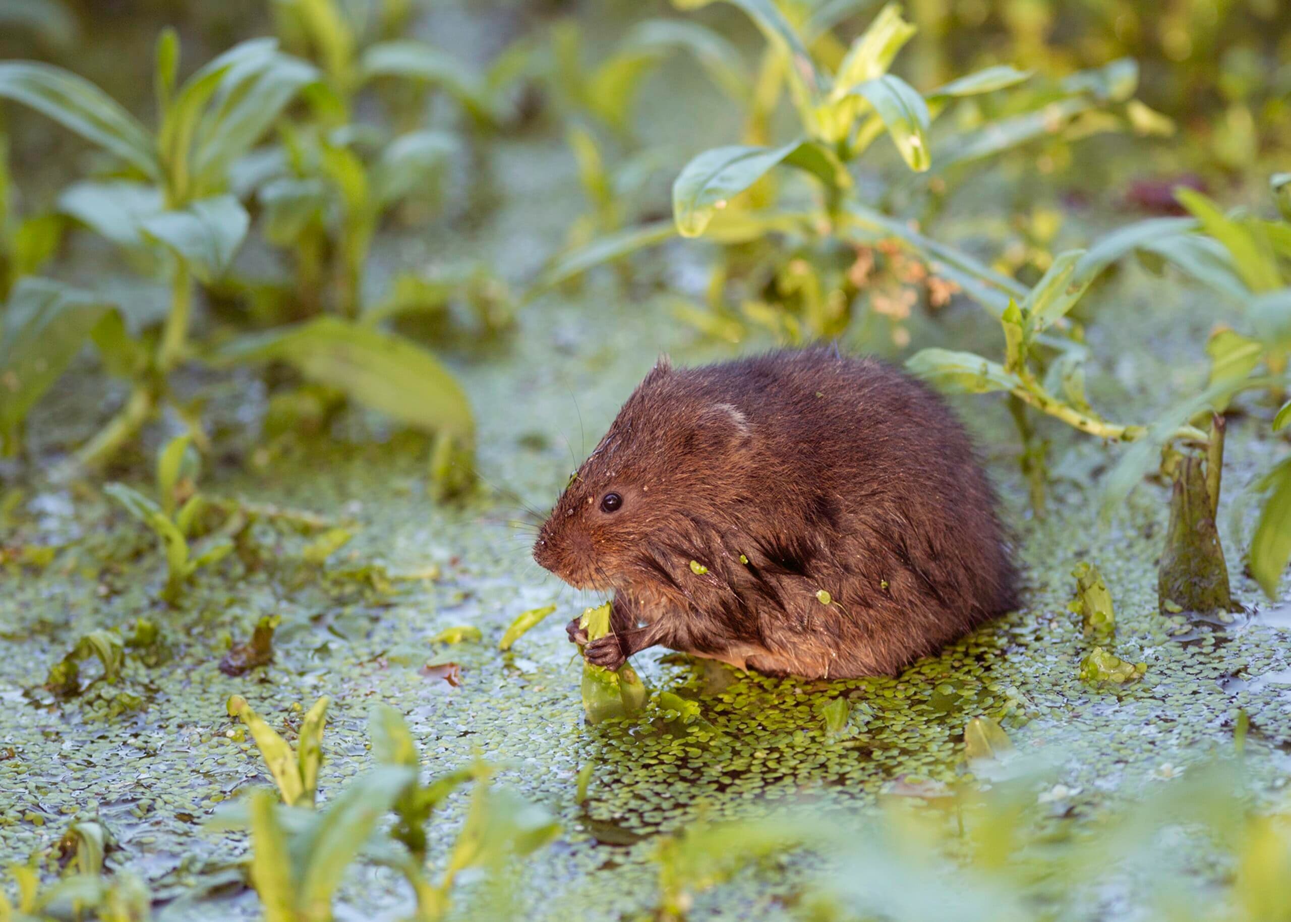 Help Save One of Britain’s Fastest-Declining Mammals: Join the Water Vole Survey Today!