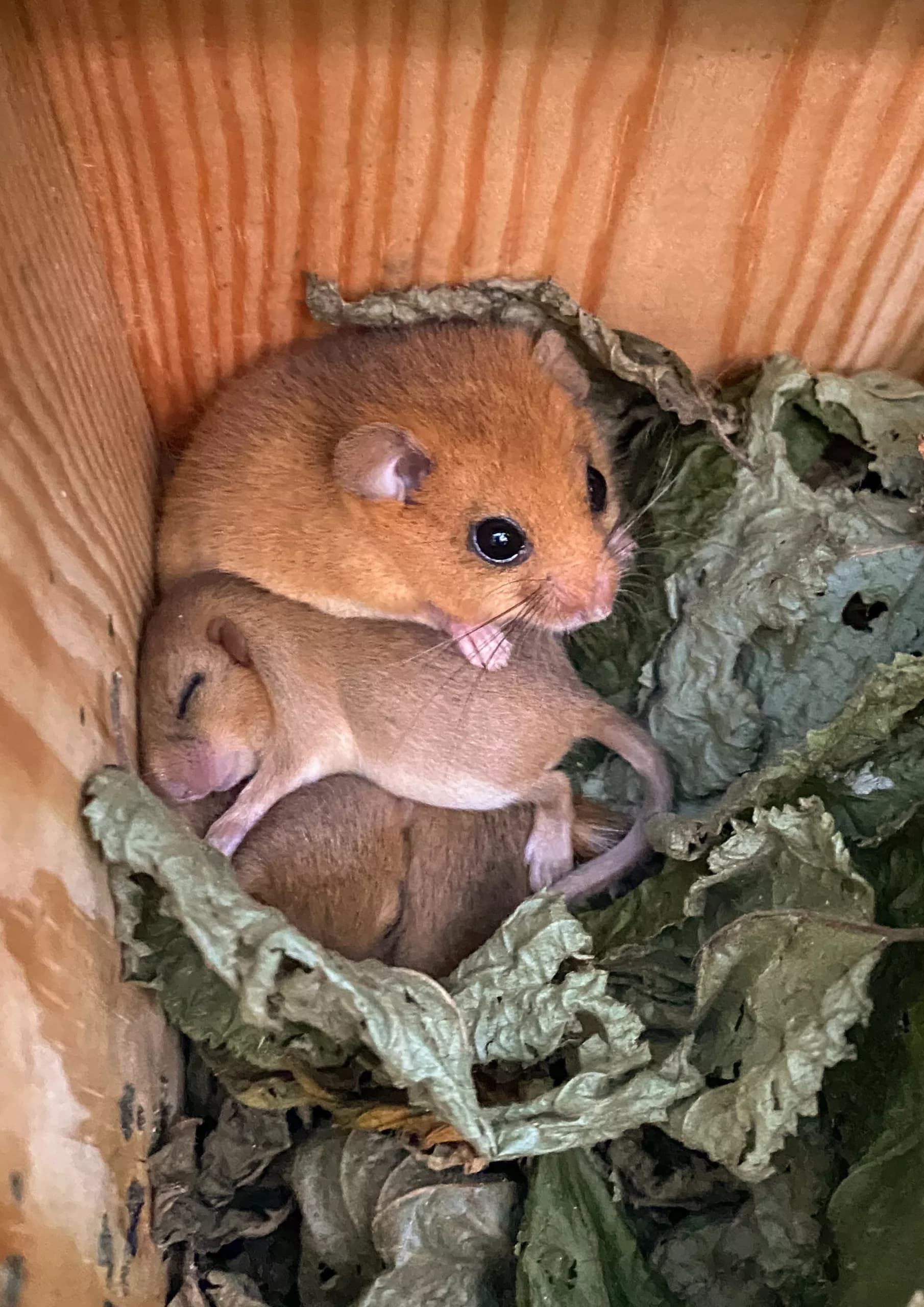 From ‘Vulnerable’ to ‘Endangered’: Urgent Call for Dormice Conservation in the UK
