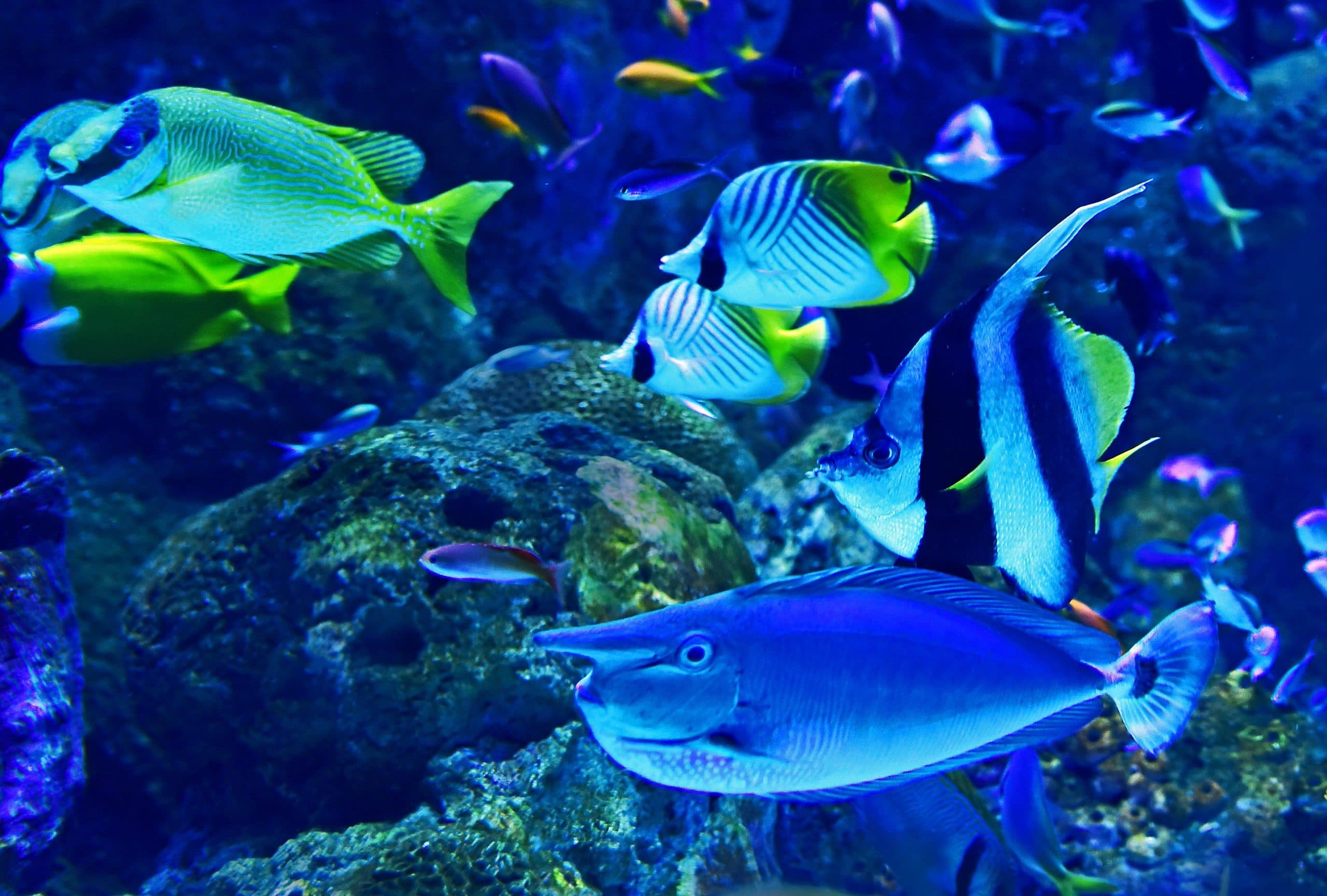 A deep dive into World Ocean Day