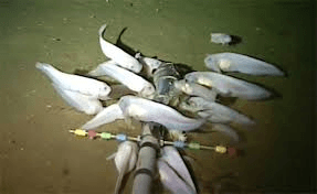 Newcastle Scientists Discover Ocean’s Deepest Fish