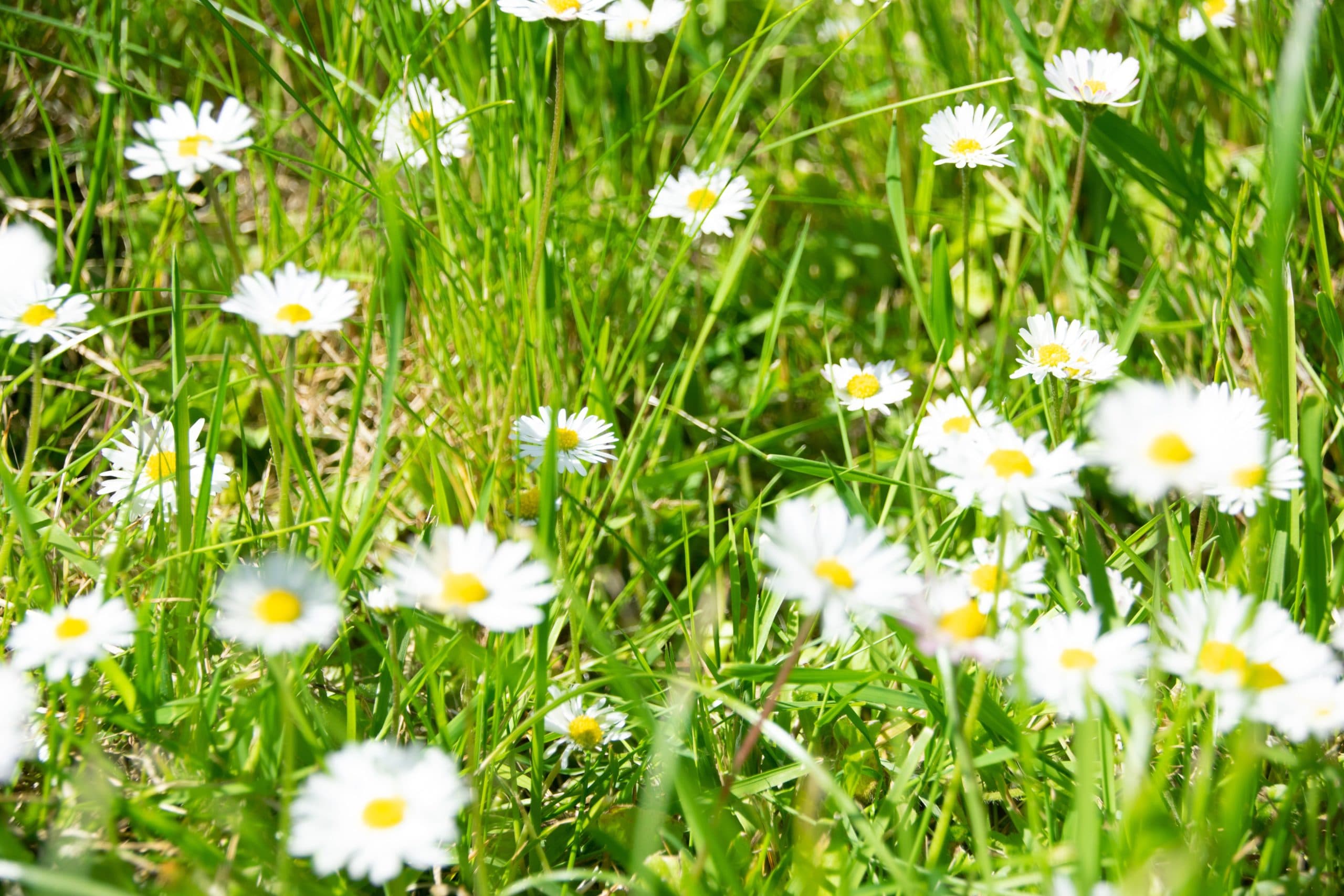 Newcastle Consider In The Top Fifteen Of The UKs Greenest Cities