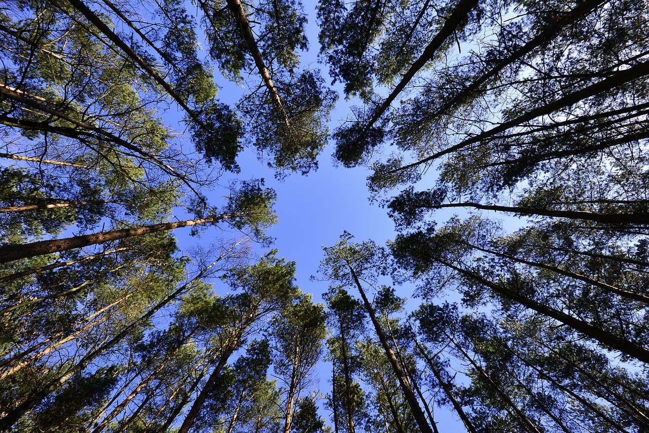 More Trees To Be Planted Across Newcastle Encouraging A Greener Environment