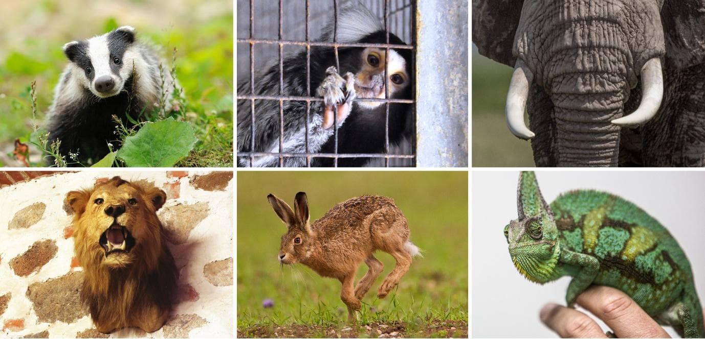 Born Free’s UK Wildlife Conservation and Animal Welfare Manifesto