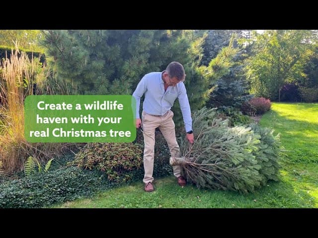 How to Create a Wildlife Haven with your Real Christmas Tree