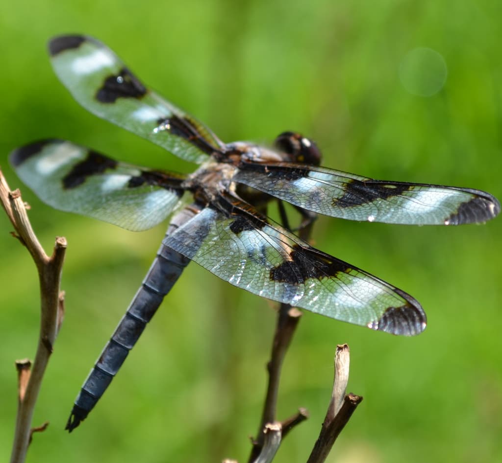 World’s Oldest Insect Inspires Newcastle Scientists to Create New Material