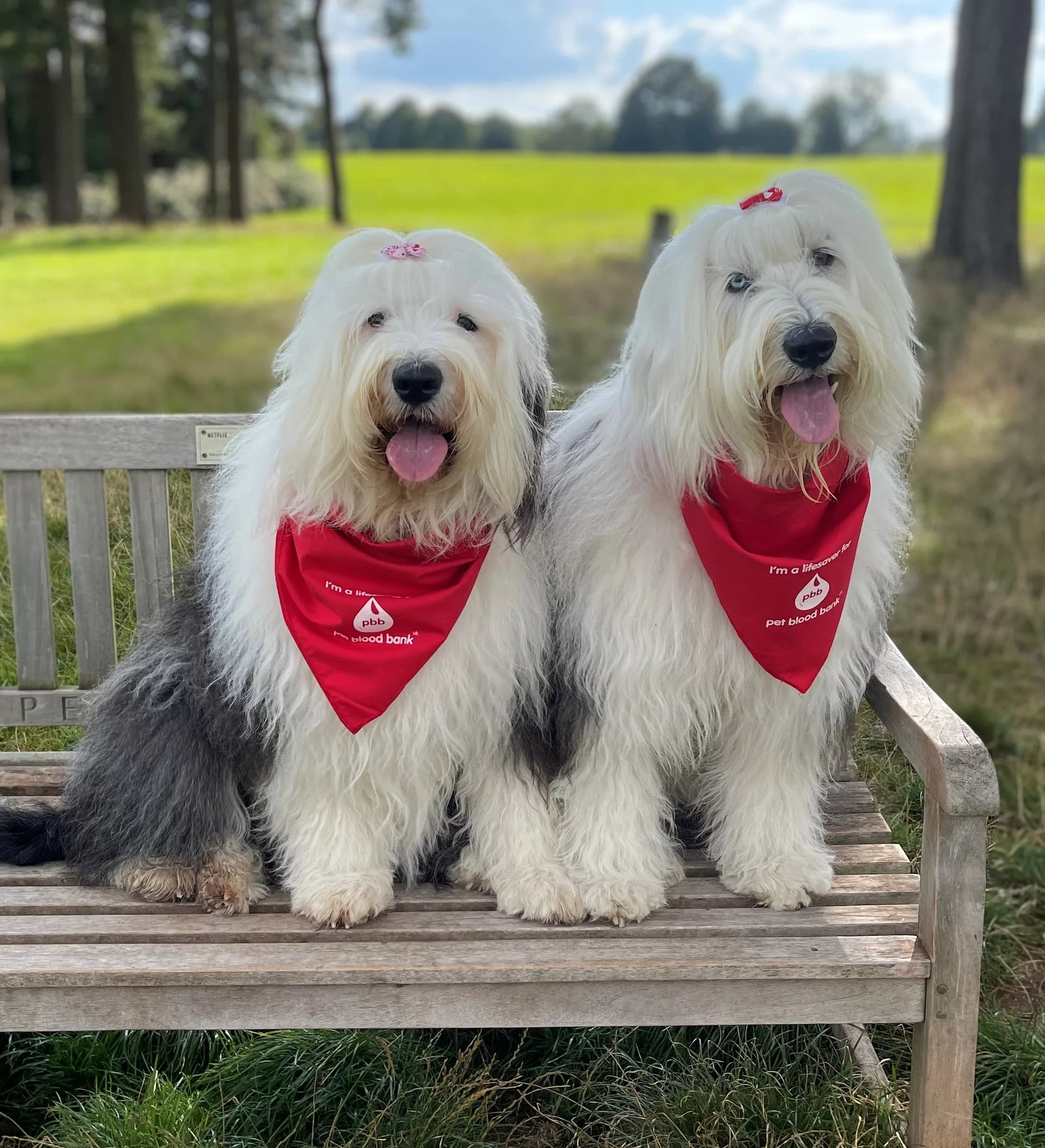 Calling All Canine Heroes: Donate Blood, Save Lives!
