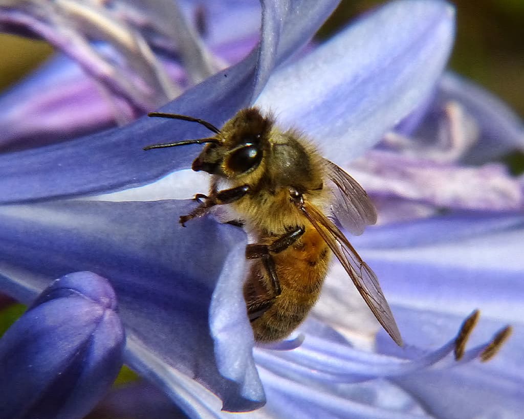 Newcastle Researchers Find that Bees, like Humans, Have a Sweet Tooth
