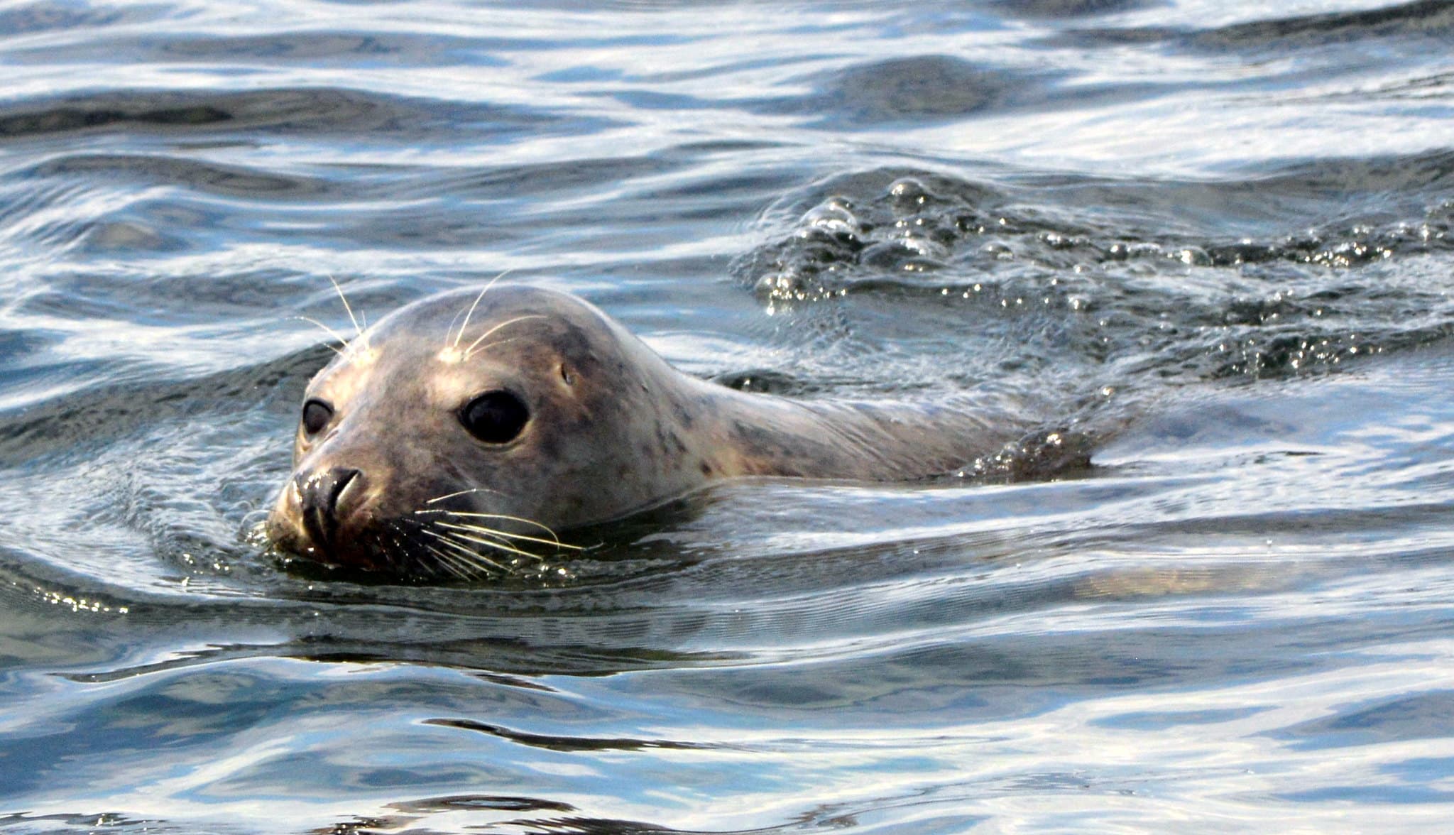 Seals Are More Frequent Visitors to Newcastle than You Might Think