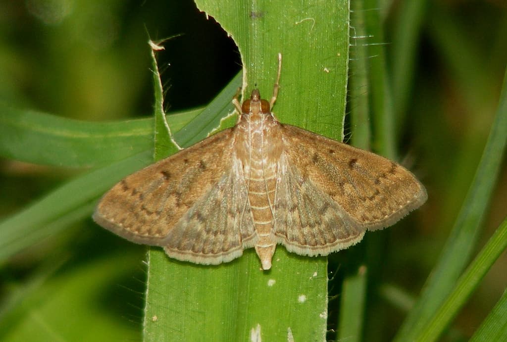 Newcastle Scientists Discover Surprising Secrets of the Humble Moth