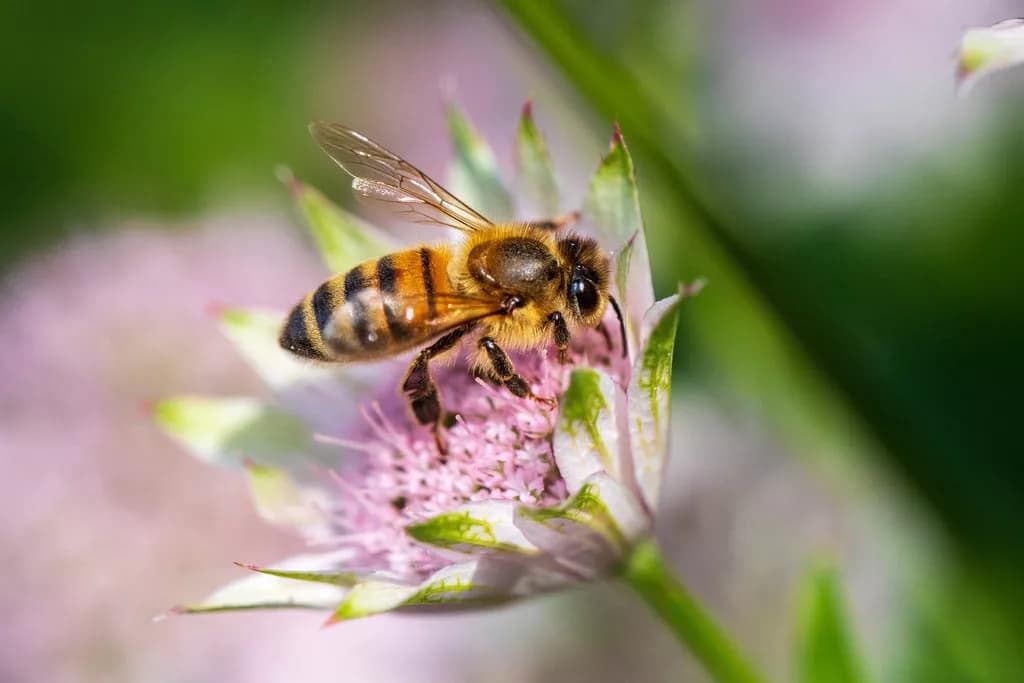 RSPCA Urges North East Residents to Help Bees This World Bee Day