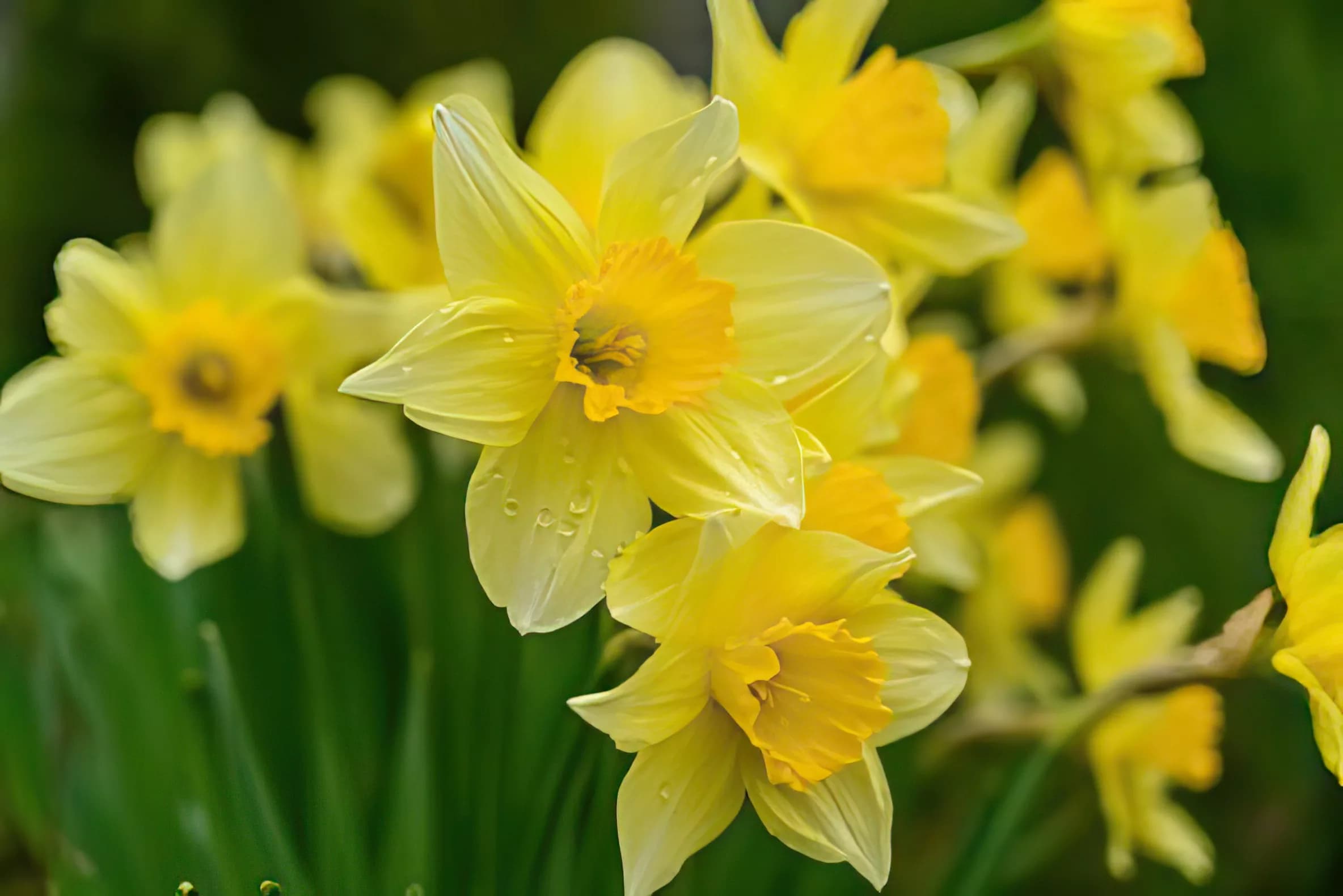 Rosecarpe Horticultural Society’s Annual Spring Bulb Show Returns – A Blooming Delight!