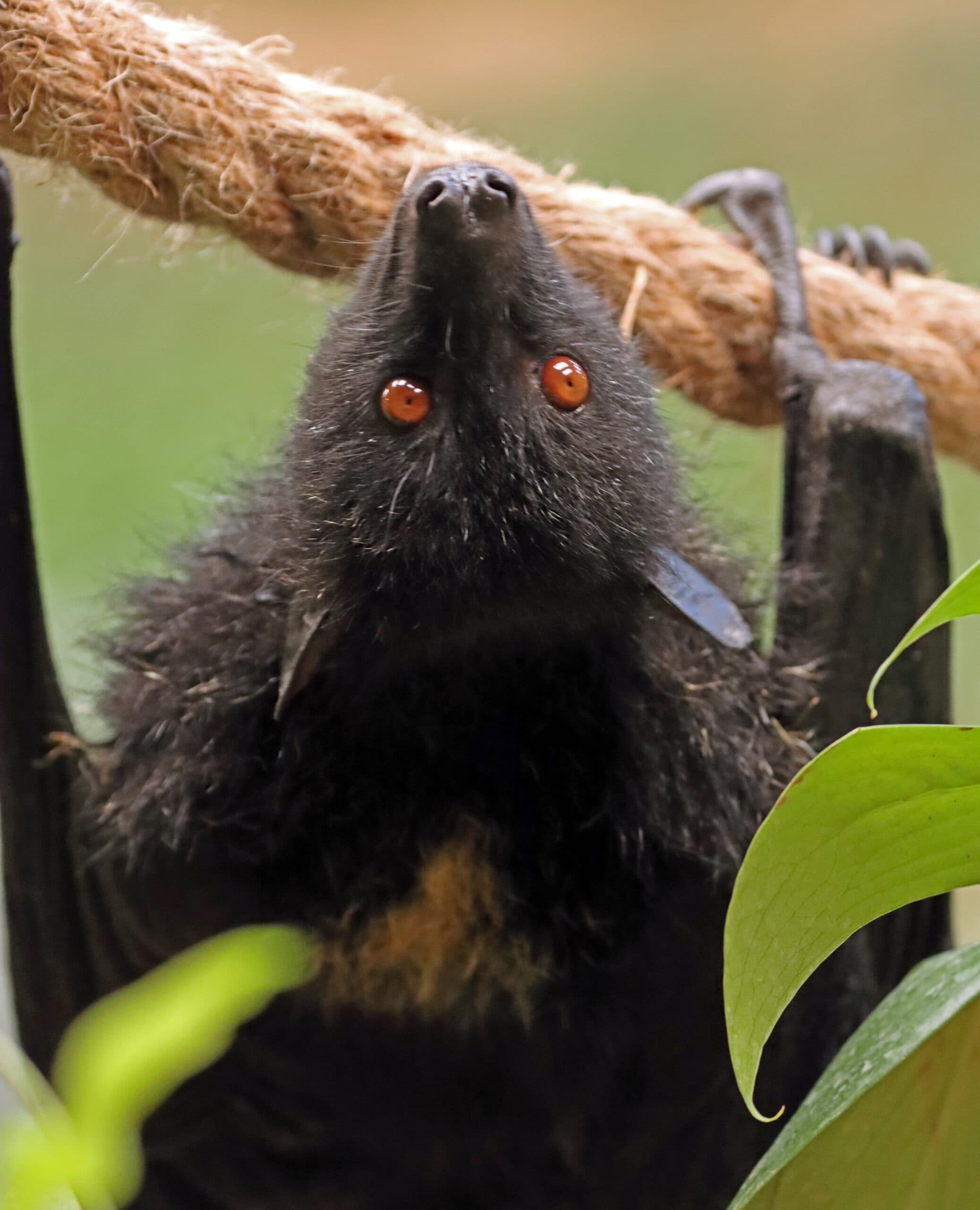 Saving the Species: Northumberland Zoo’s Breeding Programme for Critically Endangered Animals