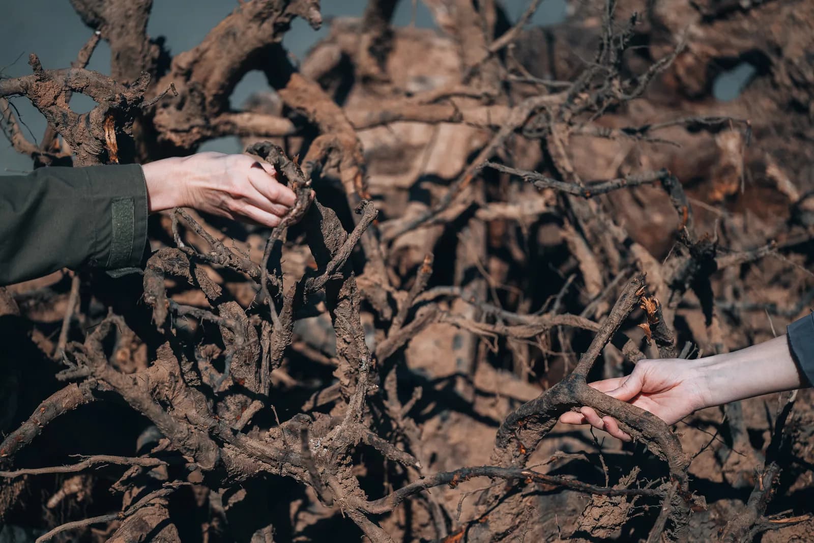 Baltic Centre Exhibition Explores Migration, Nature and Belonging for Refugee Week 2025