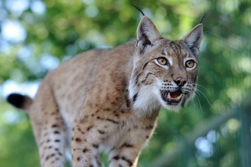 Wild Lynx Could Soon Roam Kielder Forest