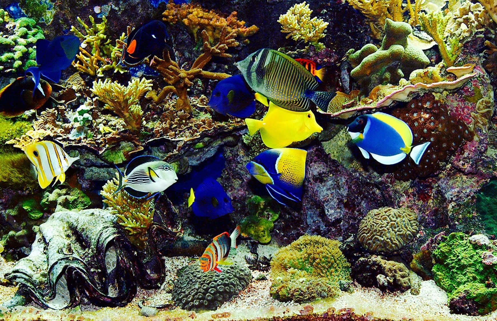 Newcastle University May Save Reefs by Breeding Corals