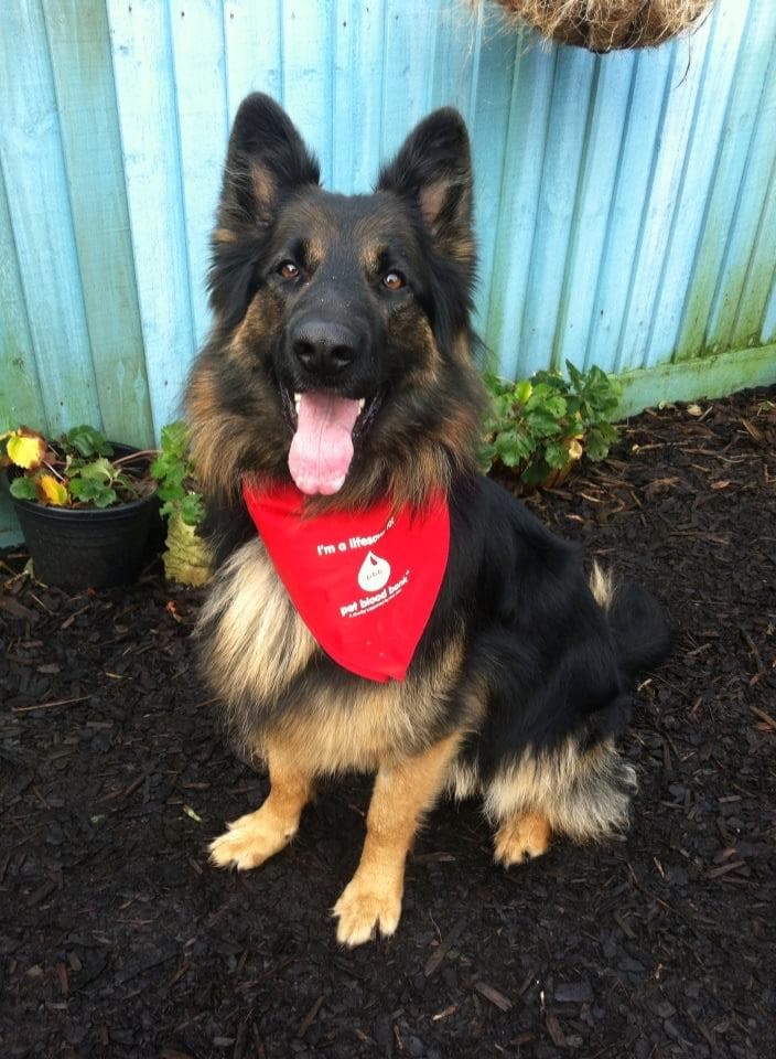 Pet Blood Bank UK On The Lookout For Dogs To Donate Blood