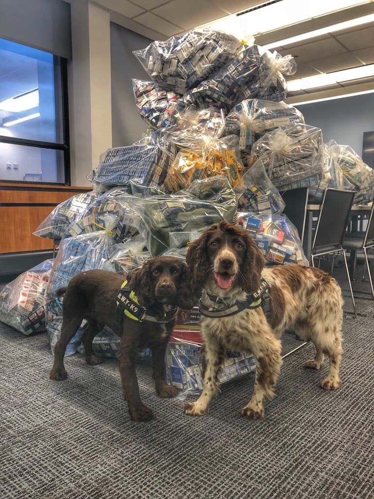 Scamp the Spaniel Sniffs out Illegal Tobacco in Newcastle Raids