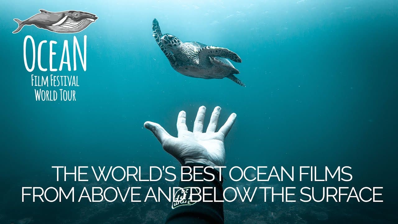 Ocean Film Festival launches virtual tour this autumn!