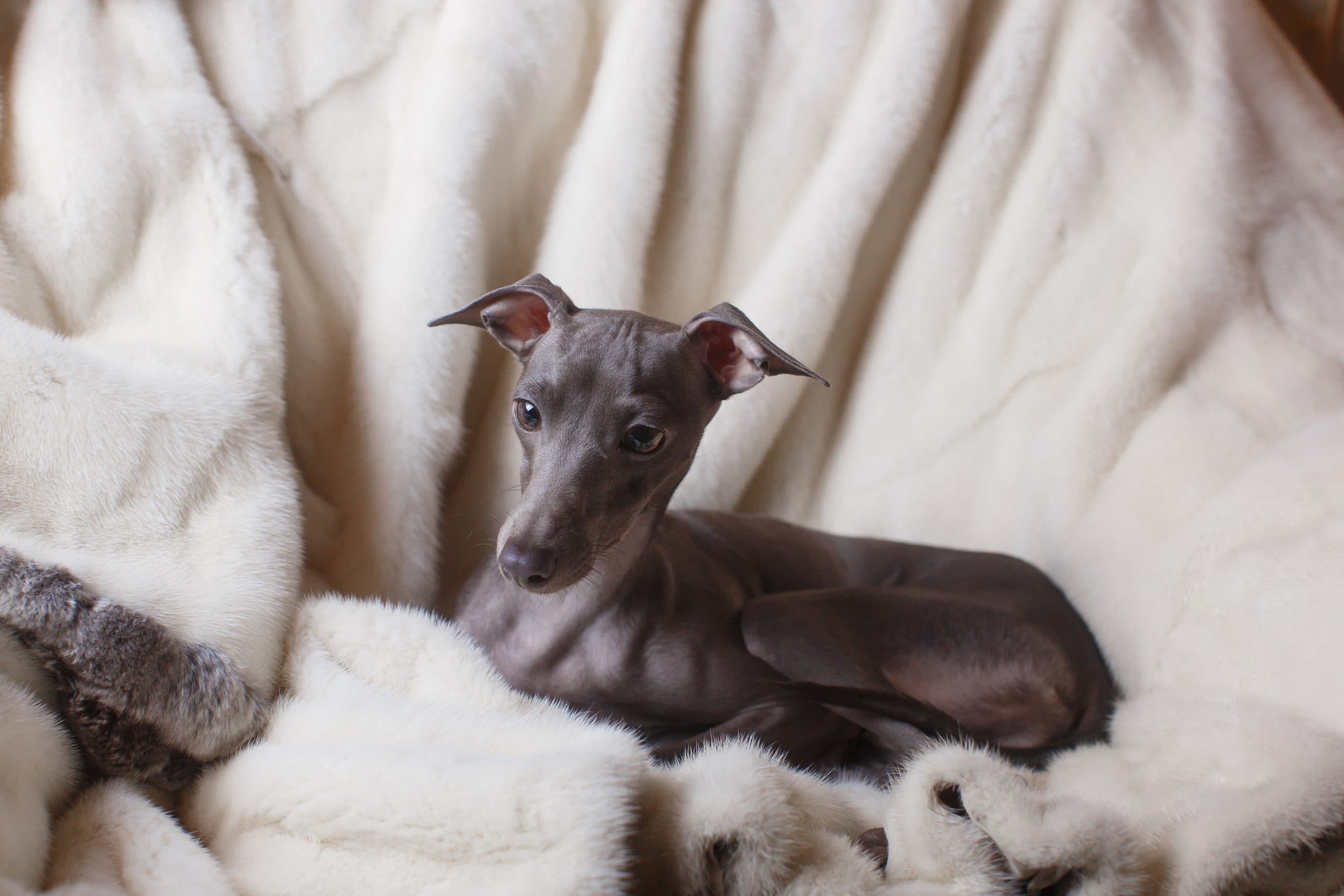 North East Company In Search For Dog Models