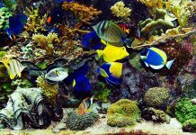 Tropical fish with coral, clams and anemones in the background.