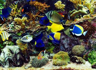 Newcastle University May Save Reefs by Breeding Corals Tropical fish with coral, clams and anemones in the background.