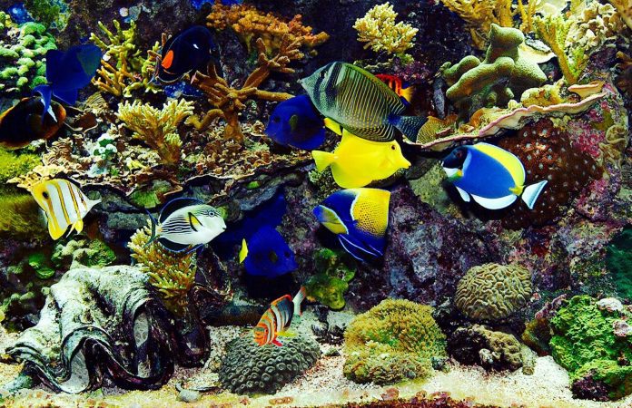 Tropical fish with coral, clams and anemones in the background.