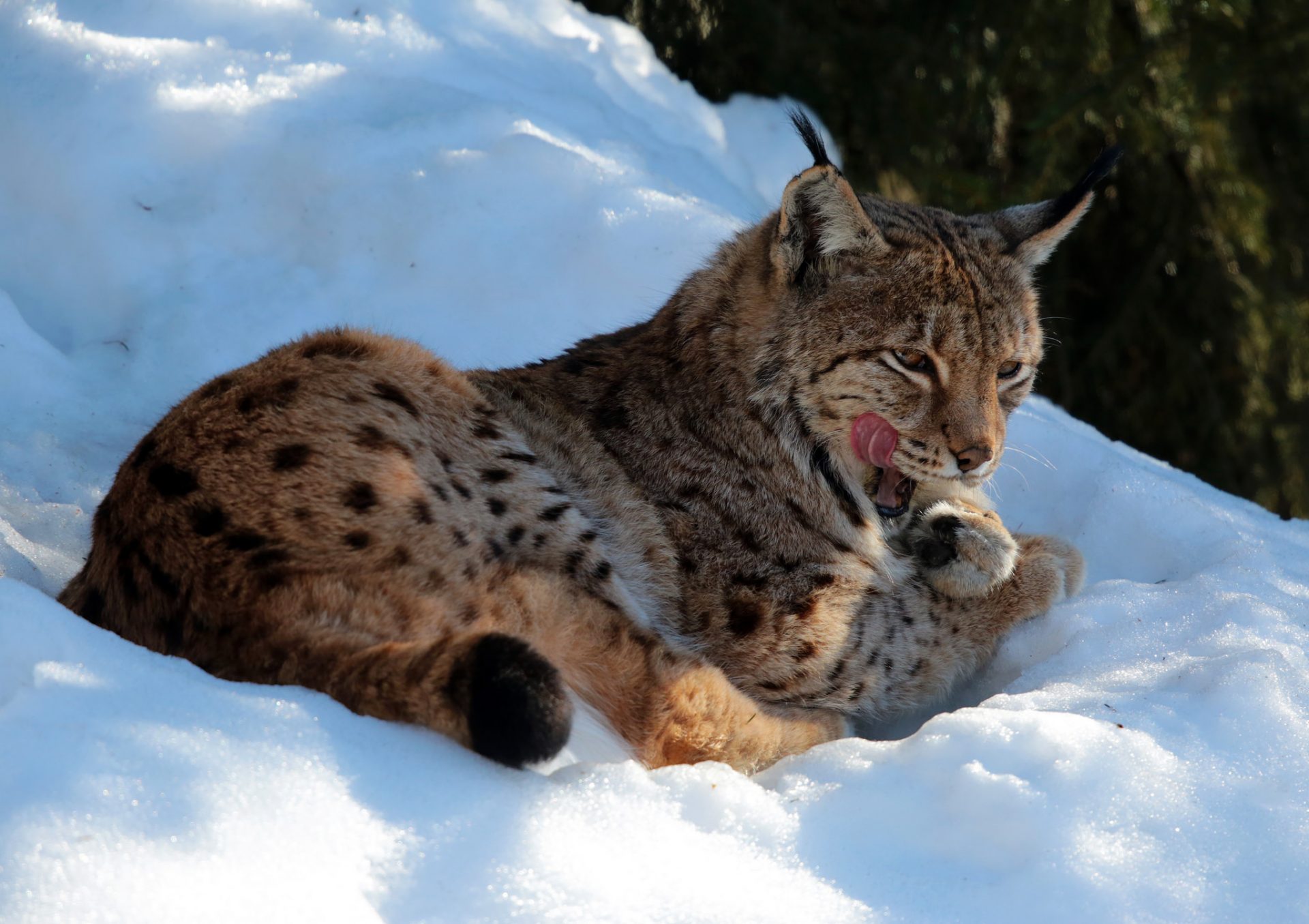 Wild Lynx Could Soon Roam Kielder Forest - Newcastle Magazine