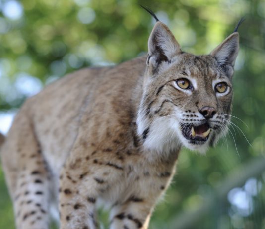 Wild Lynx Could Soon Roam Kielder Forest photo courtesy of dogrando, from Flickr Creative Commons