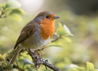 Barratt Developments Partners With Wildlife Charity RSPB For Nature-friendly Housing