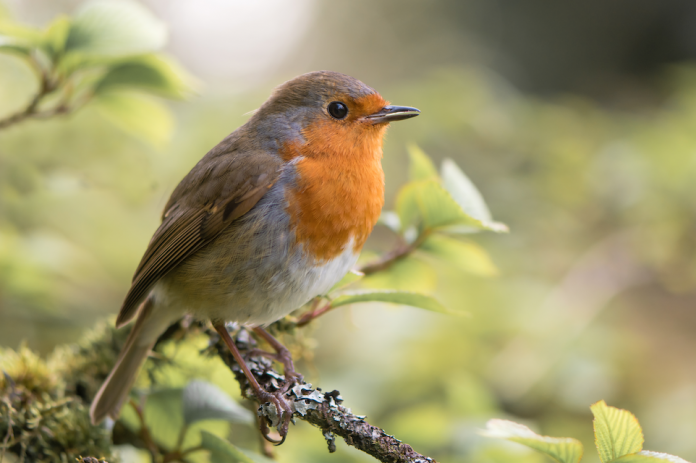 Barratt Developments Partners With Wildlife Charity RSPB For Nature-friendly Housing