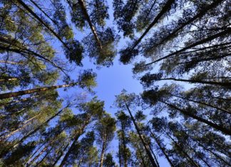 More Trees To Be Planted Across Newcastle Encouraging A Greener Environment