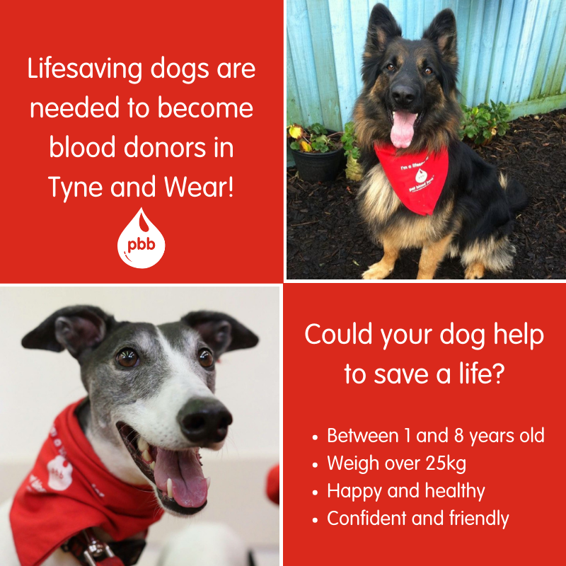 Pet Blood Bank UK On The Lookout For Dogs To Donate Blood