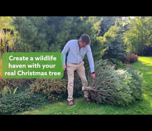 How to Create a Wildlife Haven with your Real Christmas Tree