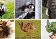 Born Free's UK Wildlife Conservation and Animal Welfare Manifesto