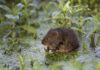 Help Save One of Britain's Fastest-Declining Mammals: Join the Water Vole Survey Today!