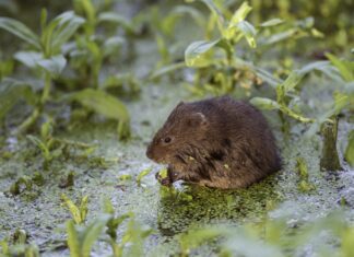 Help Save One of Britain's Fastest-Declining Mammals: Join the Water Vole Survey Today!