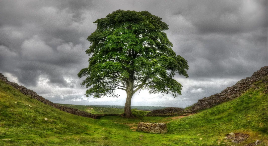 Nigel Monks - Sycamore Gap Tree Felled - Cut Down Overnight on Hadrians Wall Northumberland North East England - Robin Hood Film Tree