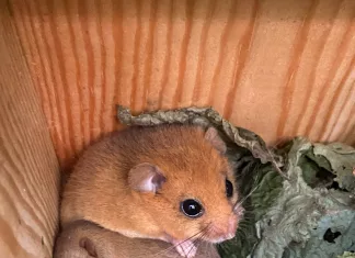 From ‘Vulnerable’ to ‘Endangered’: Urgent Call for Dormice Conservation in the UK From 'Vulnerable' to 'Endangered': Urgent Call for Dormice Conservation in the UK