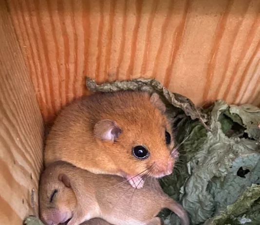 From ‘Vulnerable’ to ‘Endangered’: Urgent Call for Dormice Conservation in the UK From 'Vulnerable' to 'Endangered': Urgent Call for Dormice Conservation in the UK