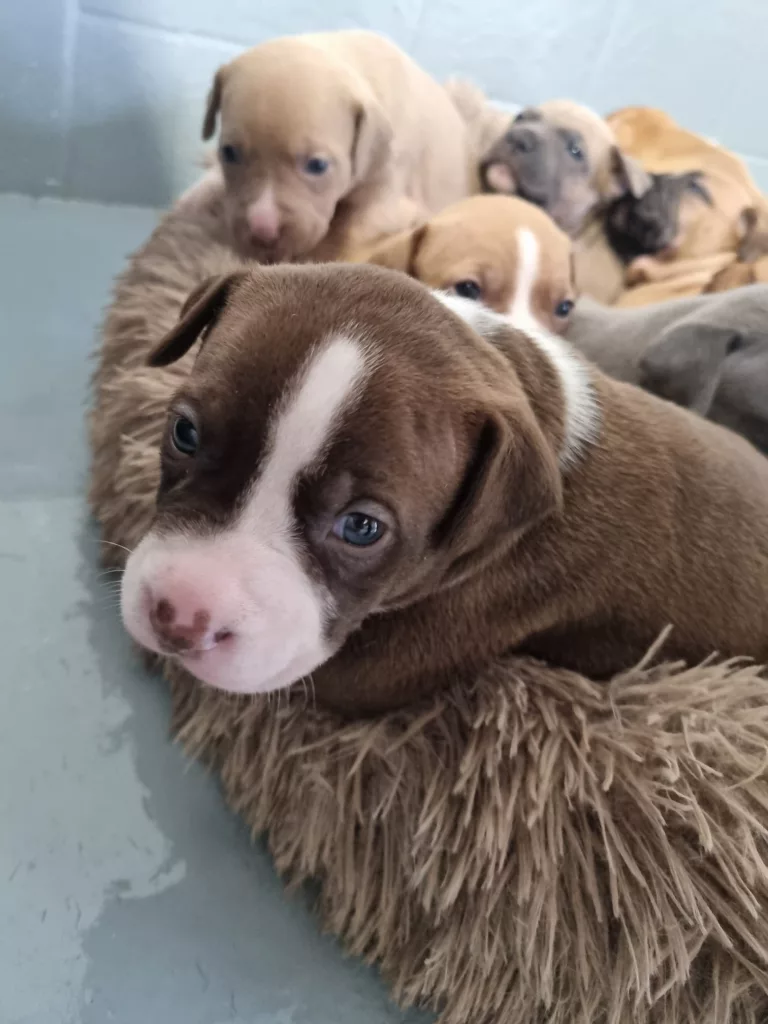 Puppy Power! Meet the Shelter Squad Named After Newcastle United’s Starting XI